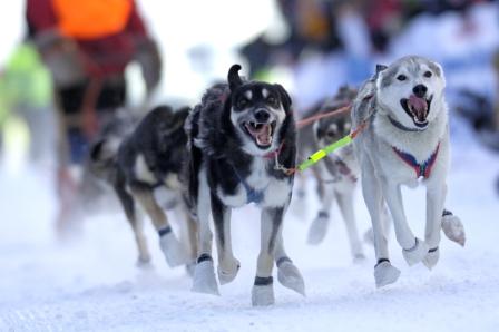 Hondenslederace in Noorwegen van start