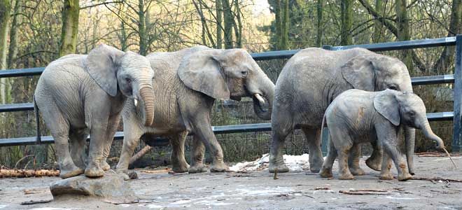 Vier olifanten naar Beekse Bergen