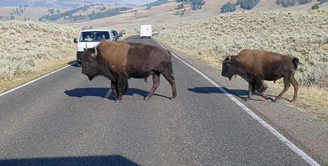 Met de camper naar Yellowstone National Park? Pas op voor overstekende bizons en hongerige beren. © Nico van Dijk
