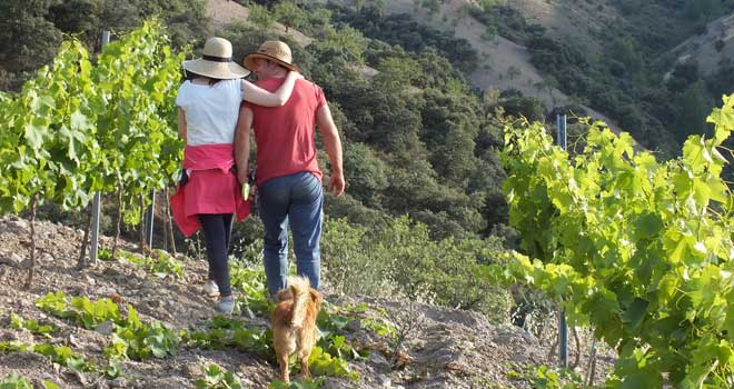Speciale wijnreizen naar de verborgen pareltjes van Andalusië