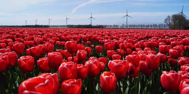 Flevoland staat in het teken van tulpen