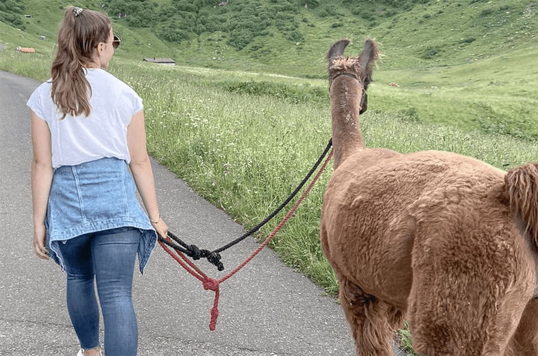 Maak een wandeling met een lama of aan alpaca. © Gorfion Familotel Liechtenstein