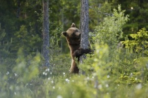 håkan_vargas_s-brown_bear-2337