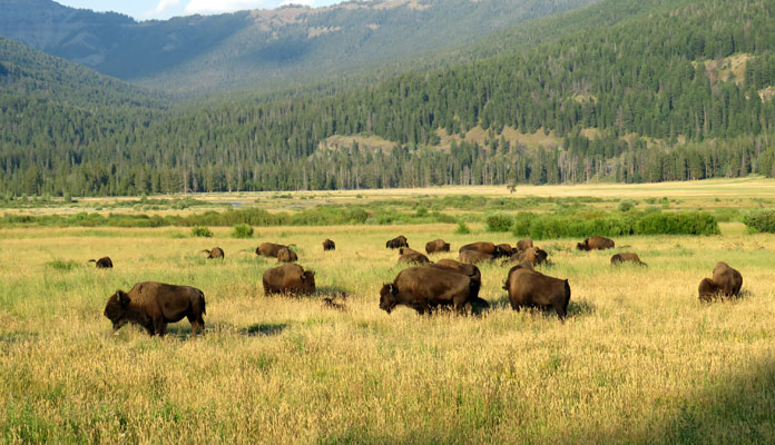 Zonder meer een van de hoogtepunten van Yellowstone National Park: bizons in Lamar Valley © Nico van Dijk