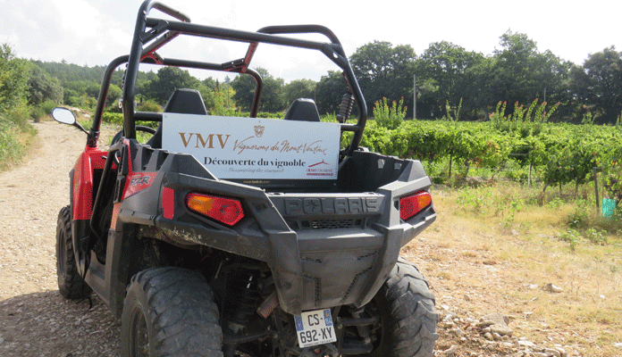 Ontdek de wijngaarden van de Mont Ventoux met een terreinbuggy © Nico van Dijk