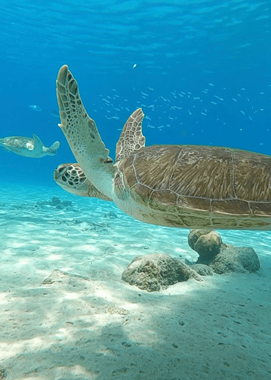 Ga snorkelen of duiken op Curaçao en wie weet kom je zeeschildpadden tegen. © Rancho El Sobrino.