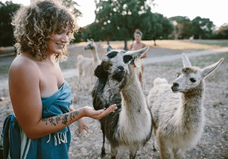 De lama's zijn misschien wel het meest zichtbare element van het ecologisch beleid van Riva Bella. © Riva Bella / Celine Hamelin