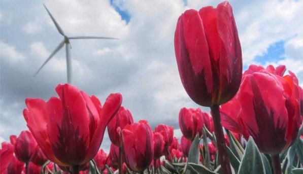 Tulpen in Flevoland © Toerisme Flevoland