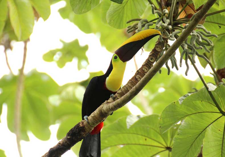 Vanwege het vele natuurschoon en de enorme biodiversiteit is Costa Rica een geliefde bestemming voor ecotoerisme. © Tanja Wilbertz / Pixabay