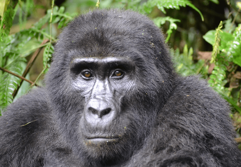 Gorilla-safari's in Oeganda zijn erg populair. © Gabriel Gach via Pixabay 
