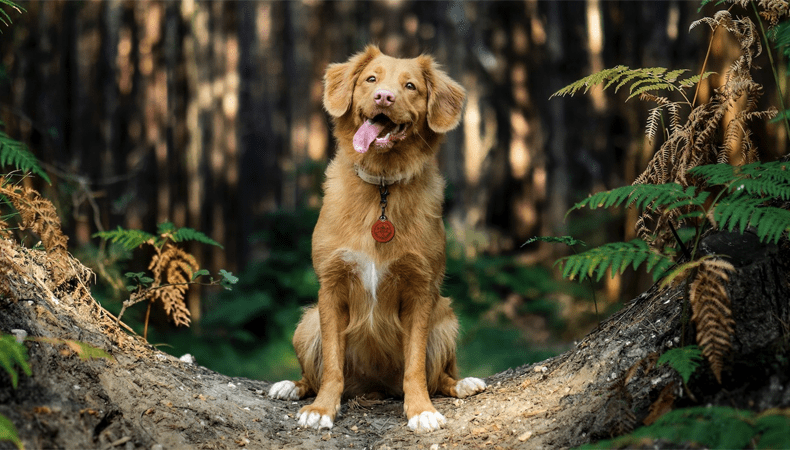 Vanuit een vakantiehuis met je hond de natuur ontdekken, je viervoeter is er blij mee. © USP