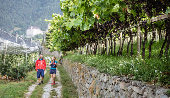 Wandelen door de wijngaarden © Tourismusverein Dorf Tirol/Hotel Golserhof