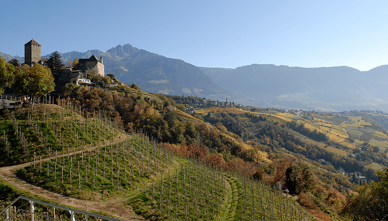 Wijnbergen rond Meran © Tourismusverein Dorf Tirol