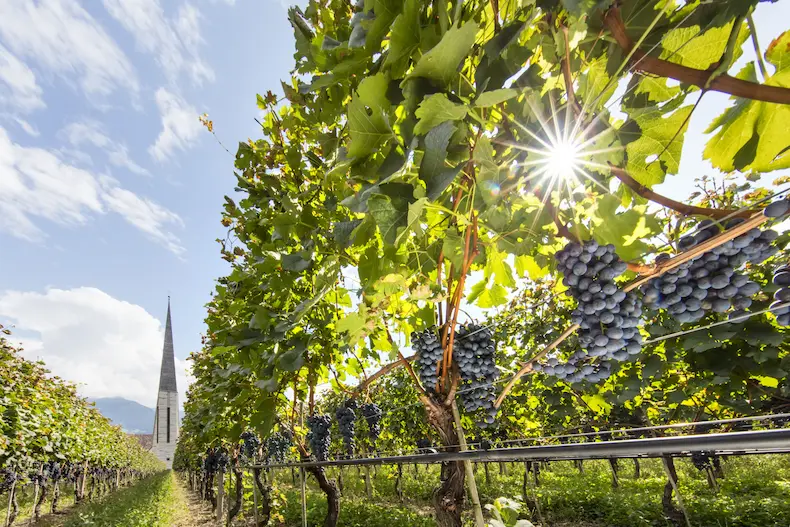 Dankzij het milde klimaat in Algund leveren de vele wijnranken in de herfst een rijke oogst op. © Frieder Blickle / Tourismusverband Algund
