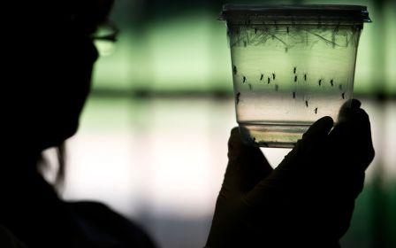 Zikavirus heeft vooral impact op reizen naar Suriname