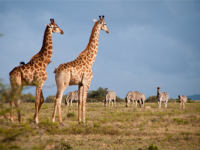 Zuid Afrika toerisme giraffen