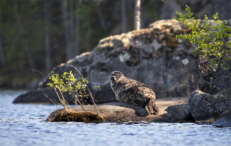 Zeehonden spotten in Saimaa. © Visit Saimaa / Vesa Nikkanen